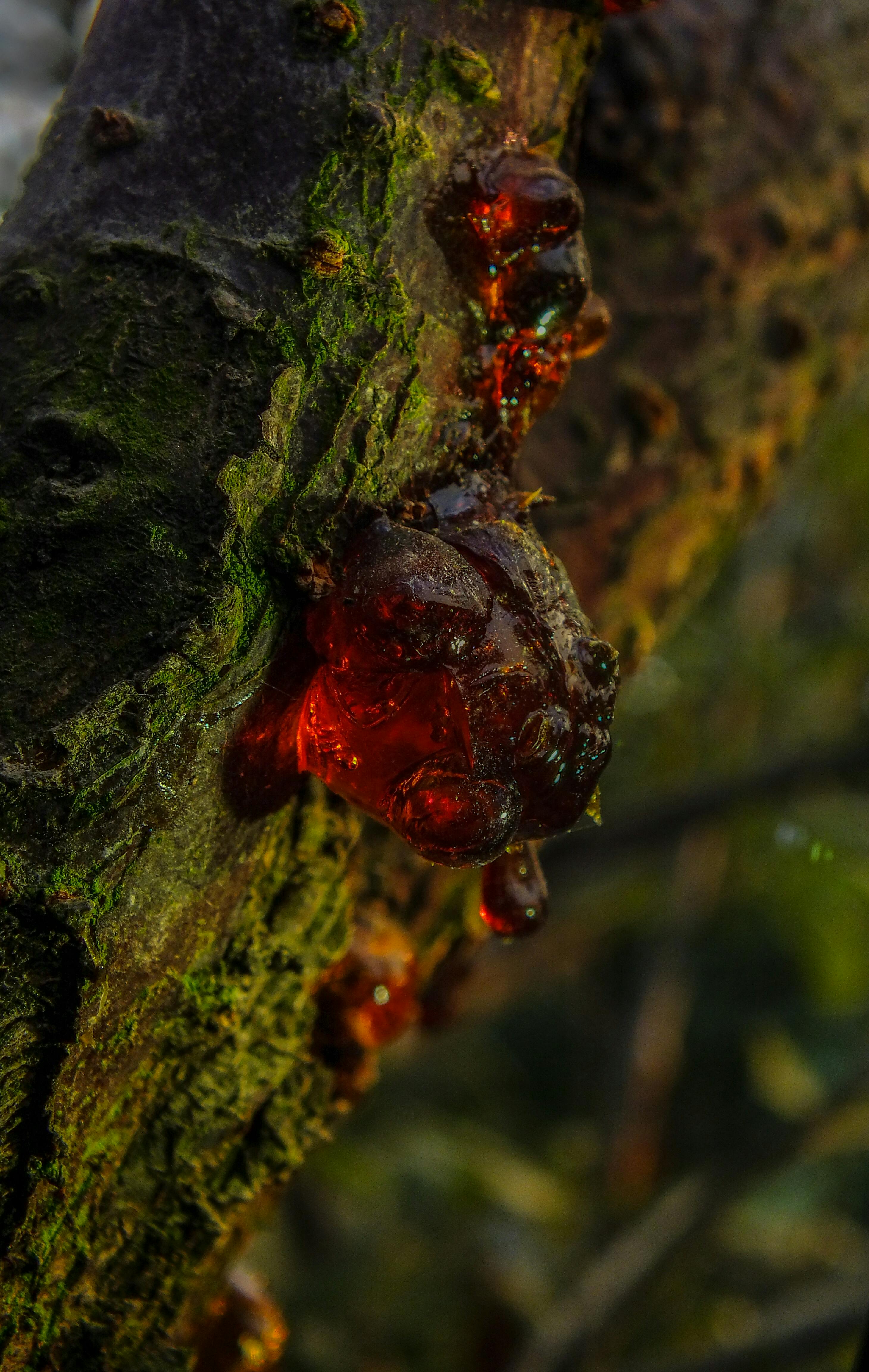 Boswellia serrata resin